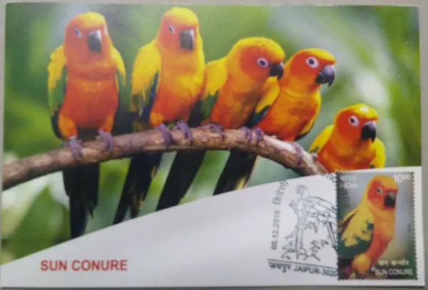 Sun_Conure_Maximum_Card_-_Pack_of_3