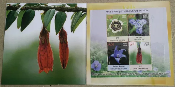 India_-_2013_-_Wild_Flowers_of_India_(2)_Set_of_3_Presentation_Pack_-_Stamp_-_MNH