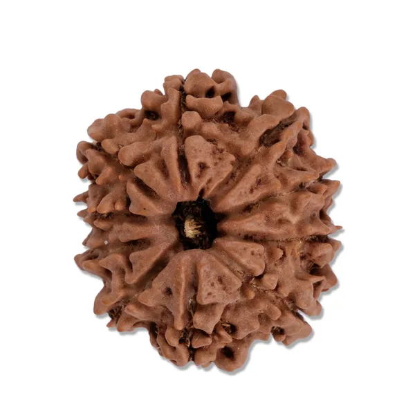 10_Mukhi_Nepali_Rudraksha