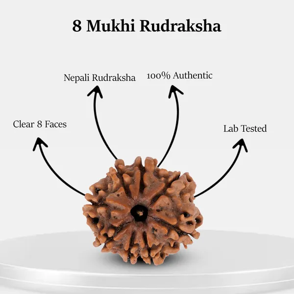 8_Mukhi_Nepali_Rudraksha