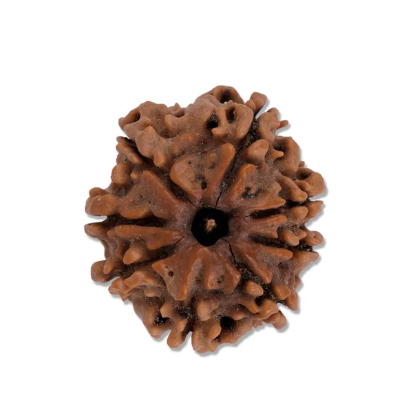 8_Mukhi_Nepali_Rudraksha