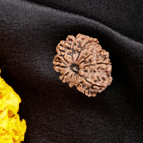 8_Mukhi_Nepali_Rudraksha