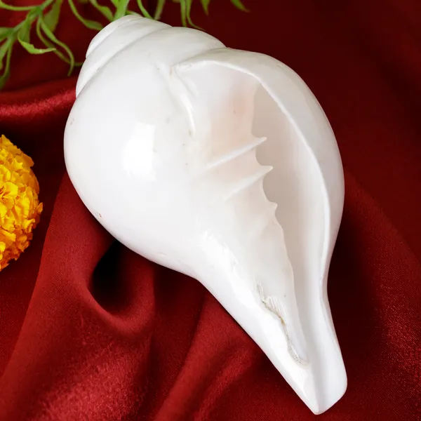 Natural_Blowing_Shankh