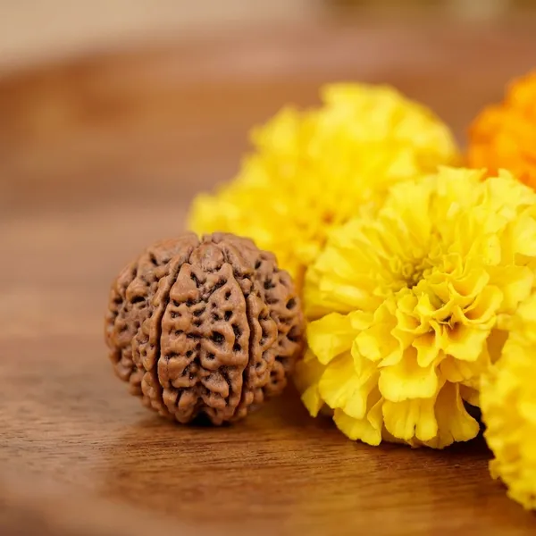 7_Mukhi_Rudraksha_Nepali