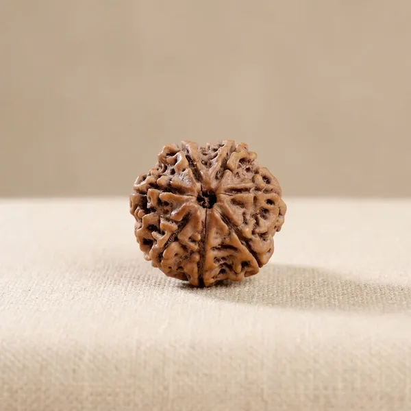7_Mukhi_Rudraksha_Nepali