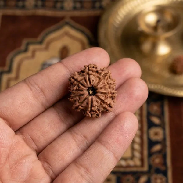 10_Mukhi_Nepali_Rudraksha