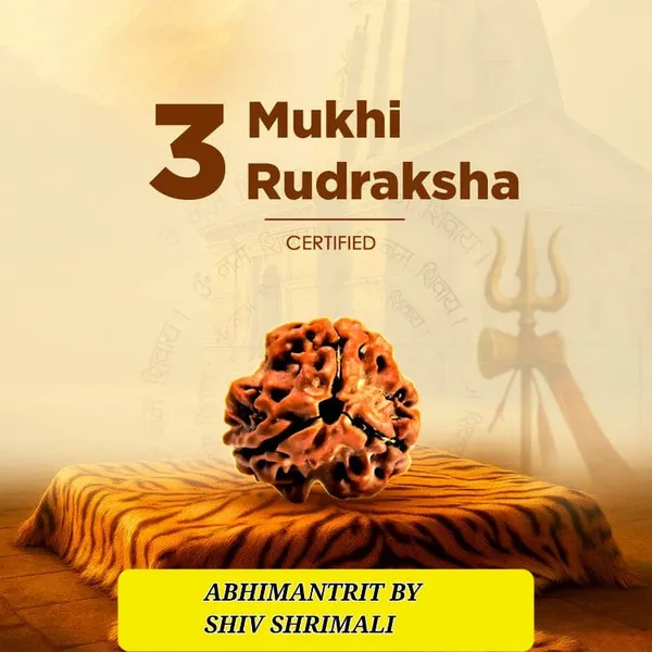 3_Mukhi_Rudraksha_(Certified)