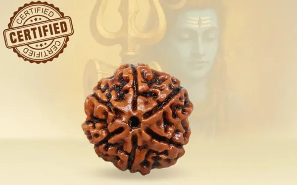 Gauri_Shankar_Rudraksha_(Certified)