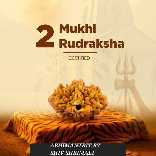 2_Mukhi_Rudraksha_(Certified)