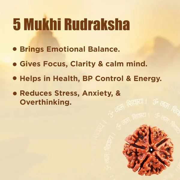 5_Mukhi_Rudraksha_(Certified)