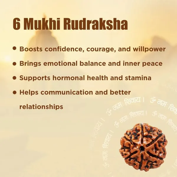 6_Mukhi_Rudraksha
Certified