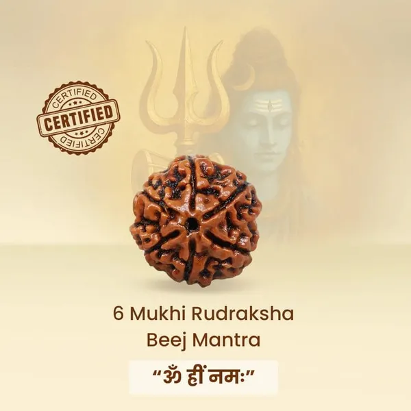 6_Mukhi_Rudraksha
Certified