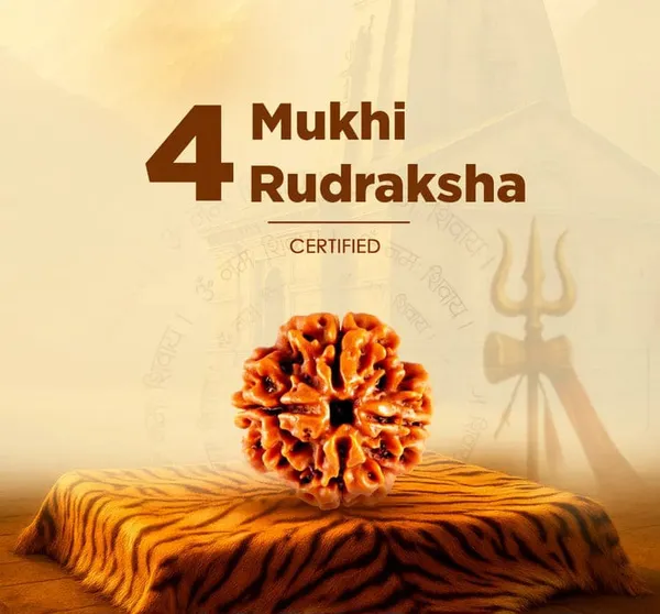 4_Mukhi_Rudraksha_(Certified)