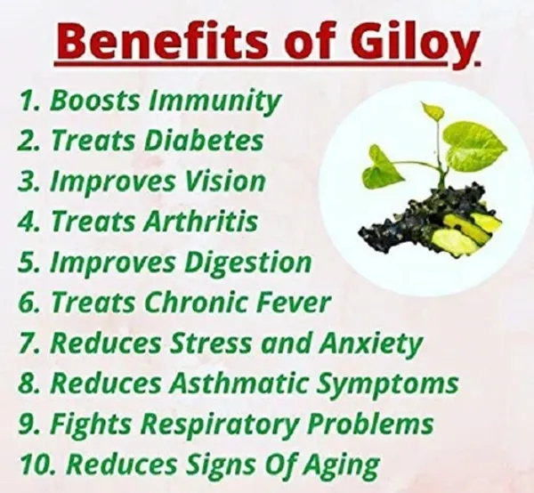 Natural_Giloy_Neem_Fresh_Plant_Stems_Sticks_Bel_9_Inch_Set_Of_12