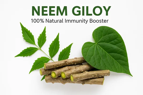 Natural_Giloy_Neem_Fresh_Plant_Stems_Sticks_Bel_9_Inch_Set_Of_12
