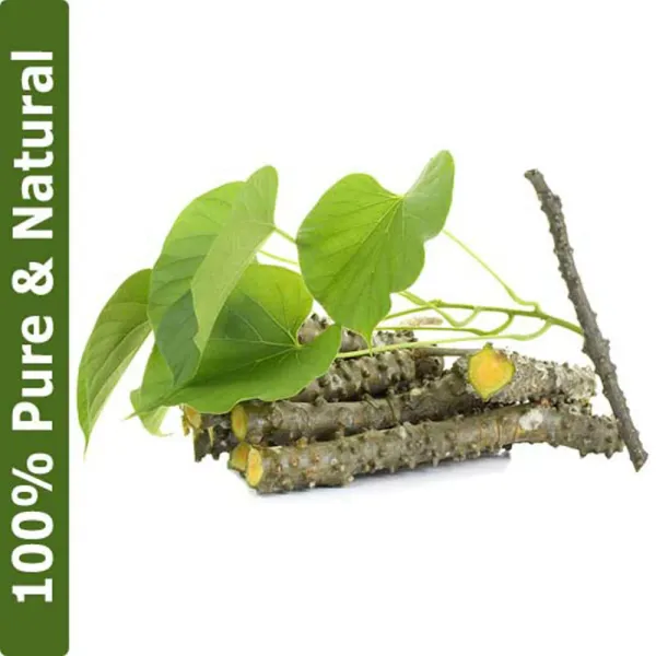 Natural_Giloy_Neem_Fresh_Plant_Stems_Sticks_Bel_9_Inch_Set_Of_12
