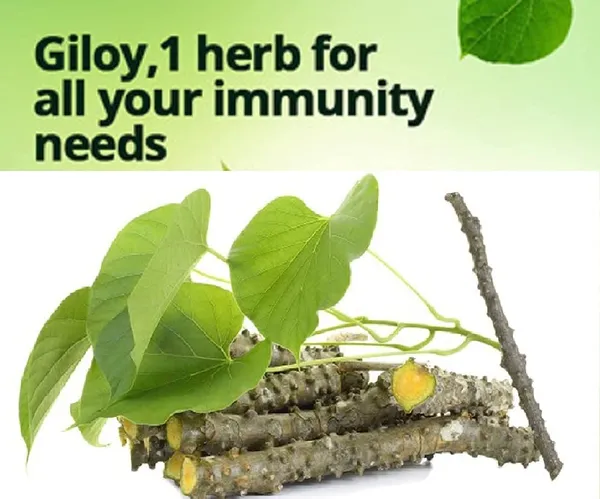 Natural_Giloy_Neem_Fresh_Plant_Stems_Sticks_Bel_9_Inch_Set_Of_12
