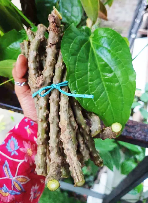 Natural_Giloy_Neem_Fresh_Plant_Stems_Sticks_Bel_9_Inch_Set_Of_12