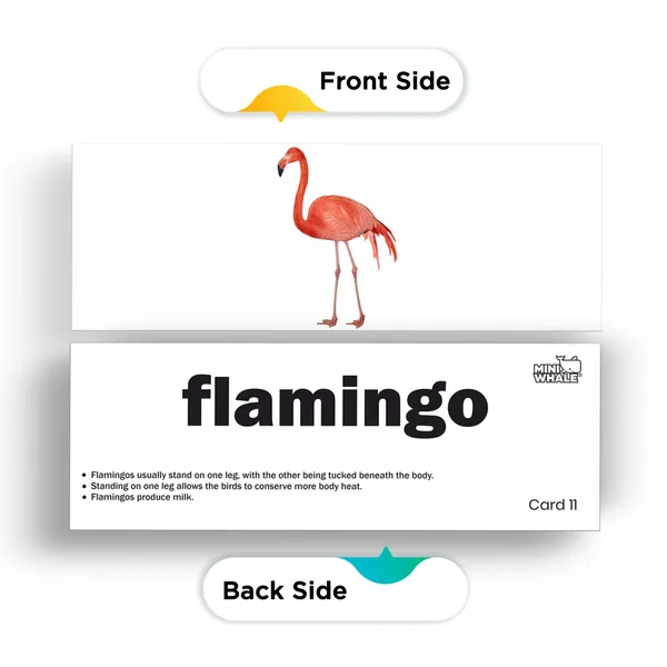 Miniwhale©_Cognitive_Stimulation_300_Days_Learning_Program_(480_Cards)_-_ASTM,_EN71_&_AUSNZ_Safety_Certified