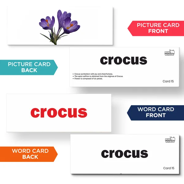 Miniwhale©_Cognitive_Stimulation_300_Days_Learning_Program_(480_Cards)_-_ASTM,_EN71_&_AUSNZ_Safety_Certified