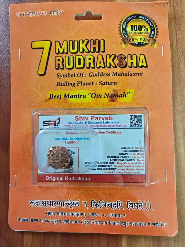 7_Mukhi_Rudraksha