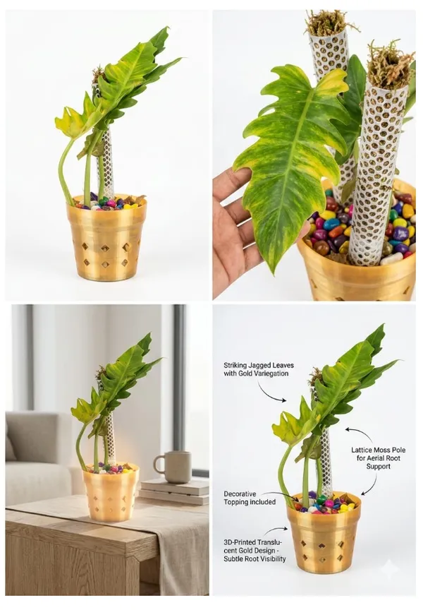 Printed_Translucent_Gold_Planter_Pot_With_Lattice_Moss_Pole_And_Decorative_Topping