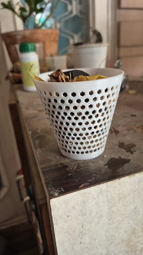 White_Perforated_Pla_Orchid_Panter