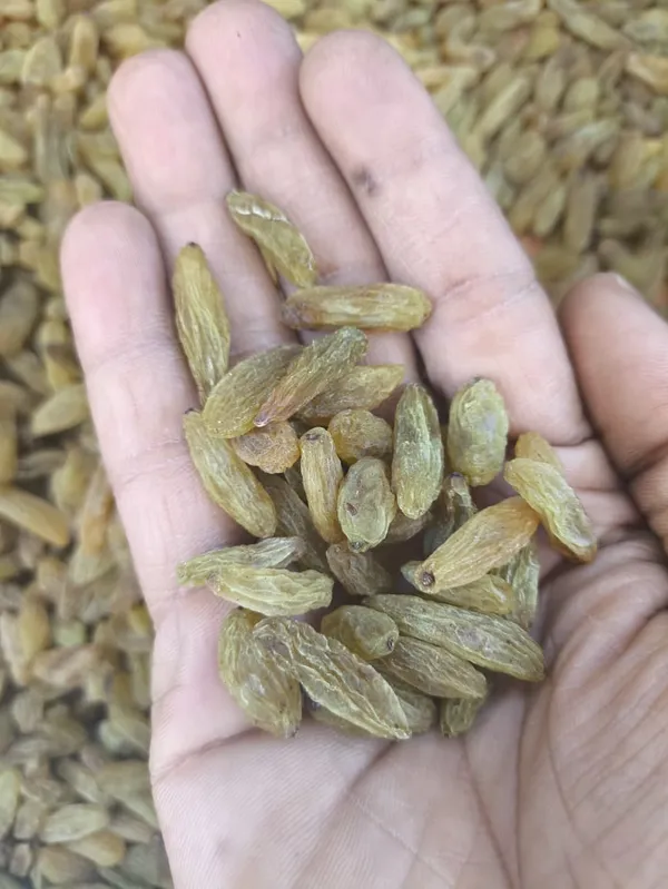 250g_Premium_Green_Raisins_Afghan