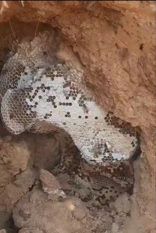Burrow_Honey_With_Comb