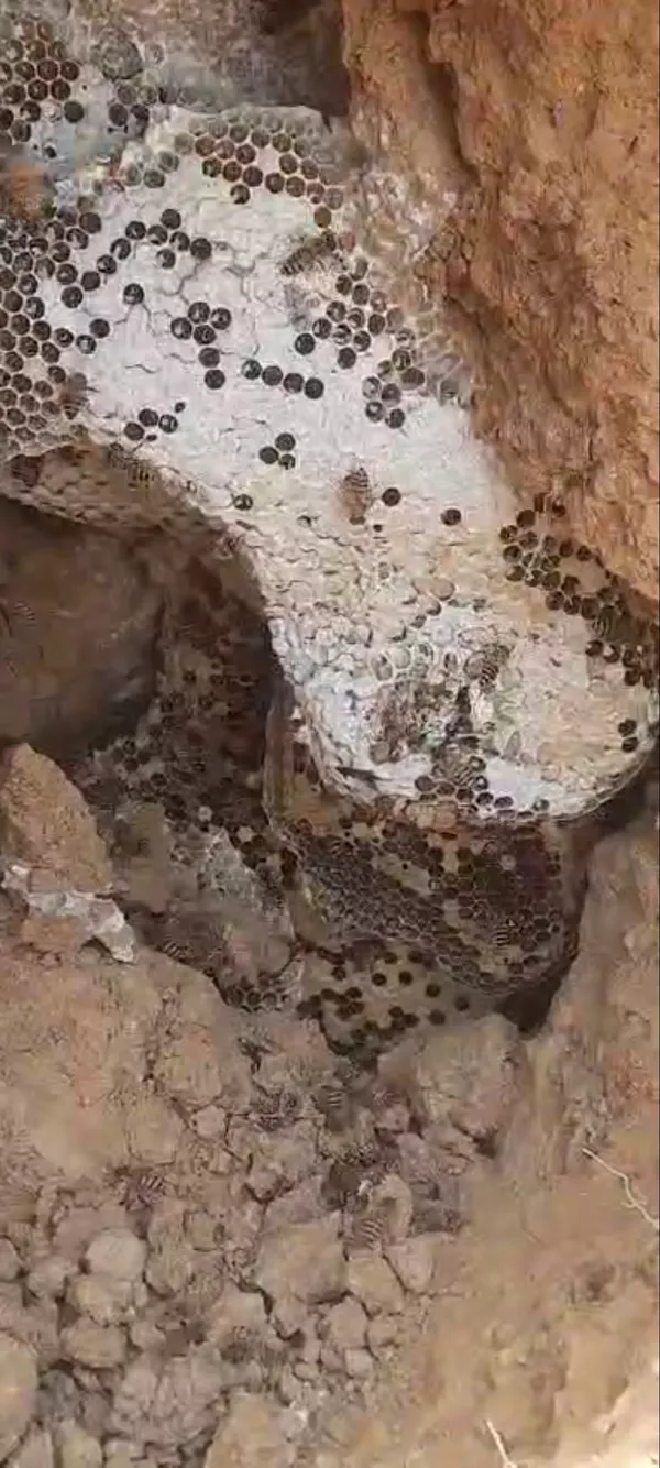 Burrow_Honey_With_Comb