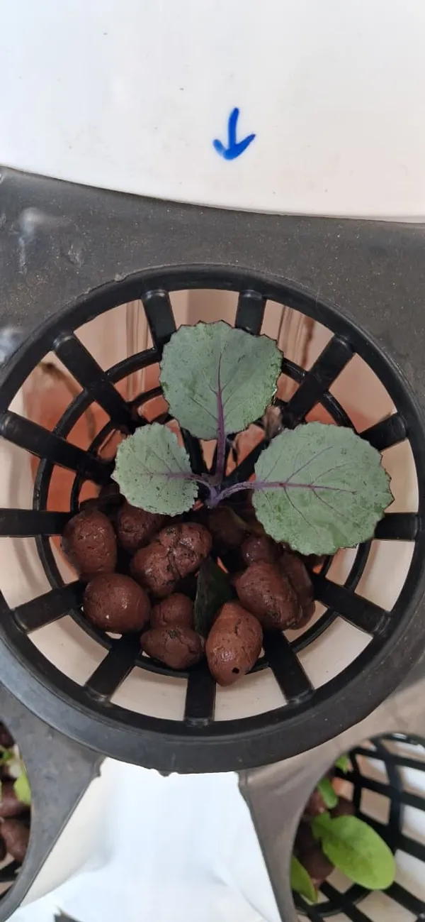 Clayballs_for_Support_Direct_Sapplings