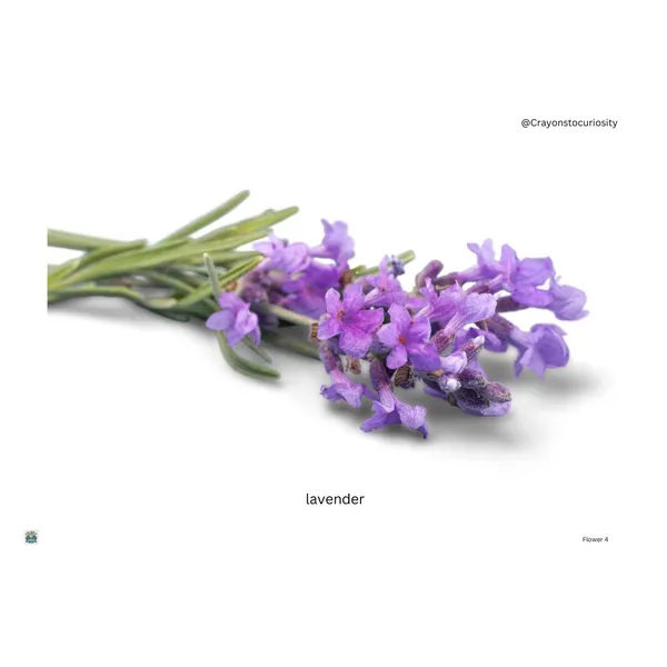Educational_Photo_Flashcards_Set_For_Kids_Vocabulary_Learning_Cards_With_Real_Images