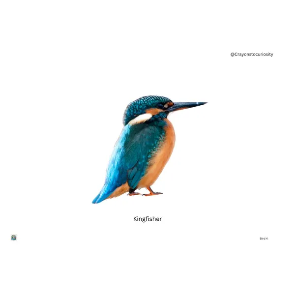 Educational_Photo_Flashcards_Set_For_Kids_Vocabulary_Learning_Cards_With_Real_Images