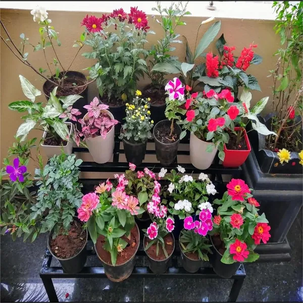 Black_Metal_Premium_Plant_Stand_For_Home_And_Living