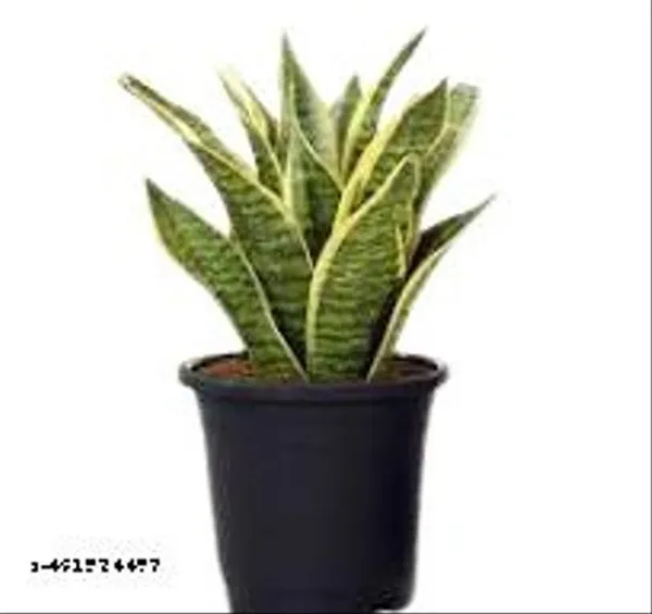 Natural_Sansevieria_Superva_Snake_Plant_Without_Soil