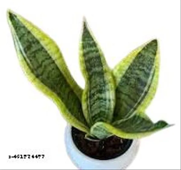 Natural_Sansevieria_Superva_Snake_Plant_Without_Soil