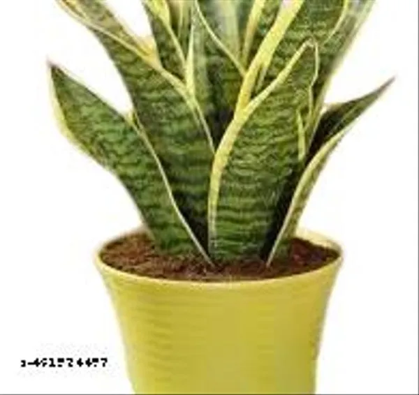 Natural_Sansevieria_Superva_Snake_Plant_Without_Soil