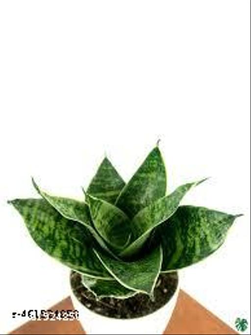 Natural_Sansevieria_Hanni_Green_Dwarf_Plant_Without_Soil