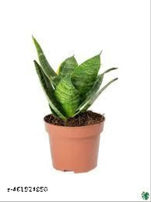 Natural_Sansevieria_Hanni_Green_Dwarf_Plant_Without_Soil