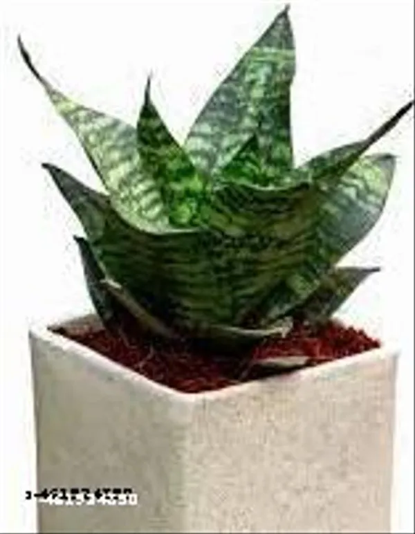Natural_Sansevieria_Hanni_Green_Dwarf_Plant_Without_Soil