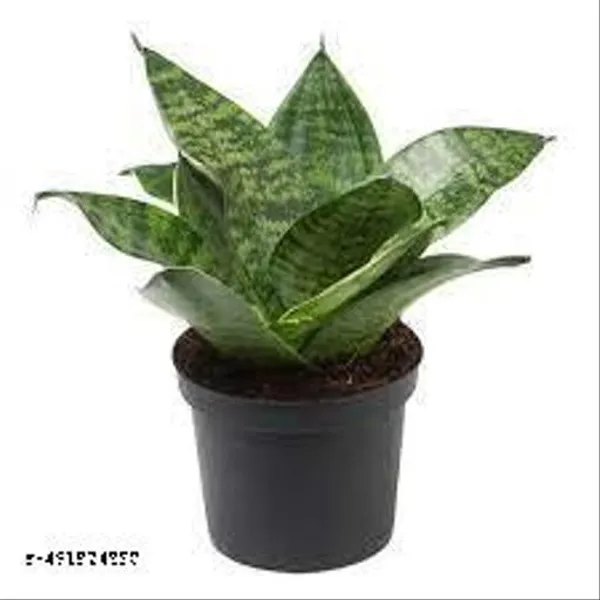 Natural_Sansevieria_Hanni_Green_Dwarf_Plant_Without_Soil