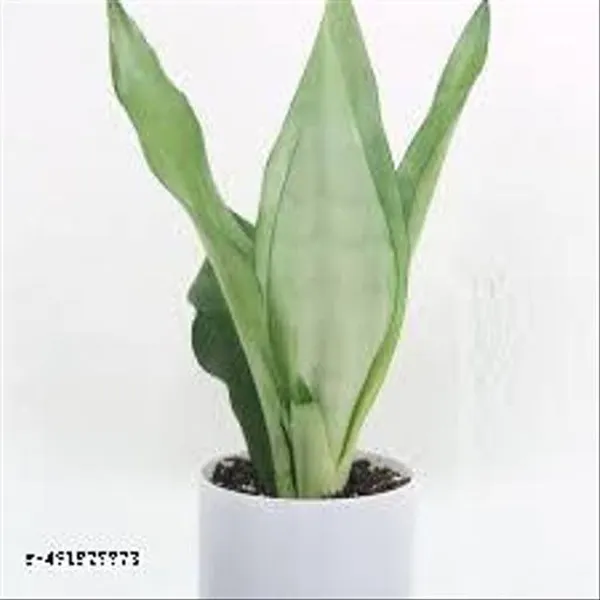 Natural_Sansevieria_Moonshine_Snake_Plant_Without_Soil