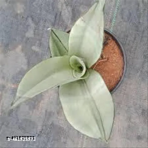 Natural_Sansevieria_Moonshine_Snake_Plant_Without_Soil