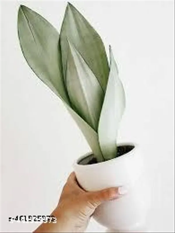 Natural_Sansevieria_Moonshine_Snake_Plant_Without_Soil
