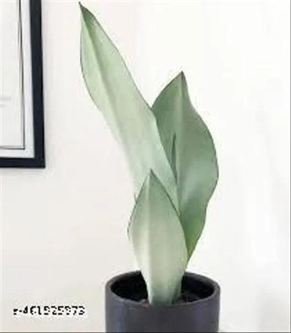 Natural_Sansevieria_Moonshine_Snake_Plant_Without_Soil