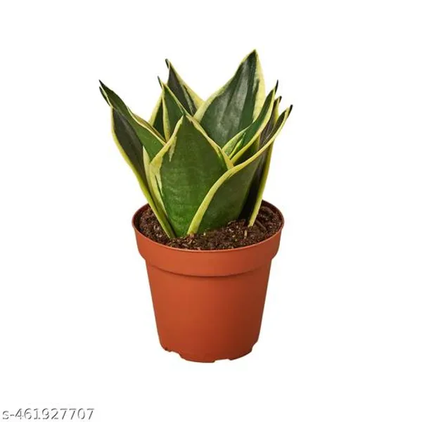 Natural_Sansevieria_Trifasciata_Small_Snake_Plant_(Black_Gold)Mother_In_Law_Tongue_Plant_Without_Soil