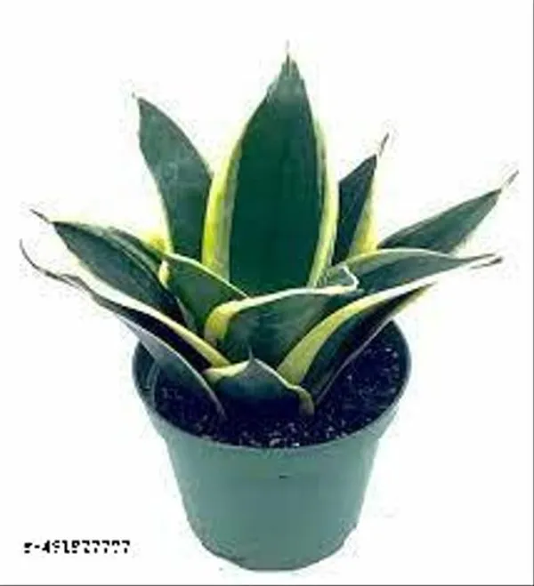 Natural_Sansevieria_Trifasciata_Small_Snake_Plant_(Black_Gold)Mother_In_Law_Tongue_Plant_Without_Soil
