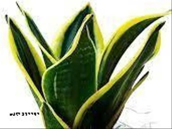 Natural_Sansevieria_Trifasciata_Small_Snake_Plant_(Black_Gold)Mother_In_Law_Tongue_Plant_Without_Soil