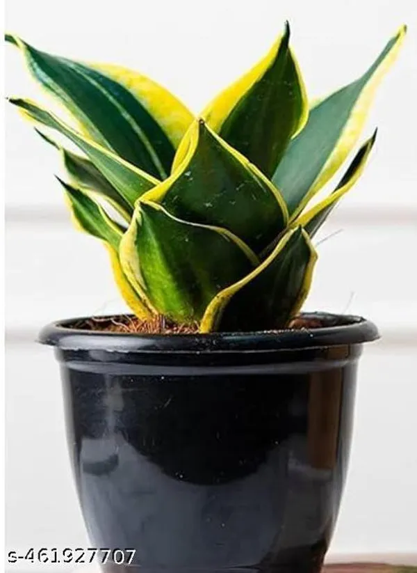 Natural_Sansevieria_Trifasciata_Small_Snake_Plant_(Black_Gold)Mother_In_Law_Tongue_Plant_Without_Soil