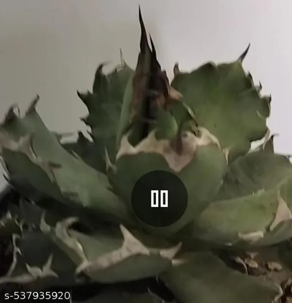 Natural_Agave_Titanota_5_Inch_Diameter_Without_Soil